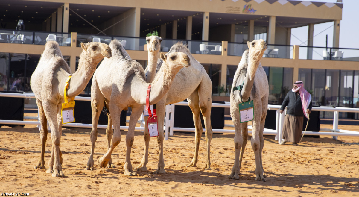 شوط «الرؤية»