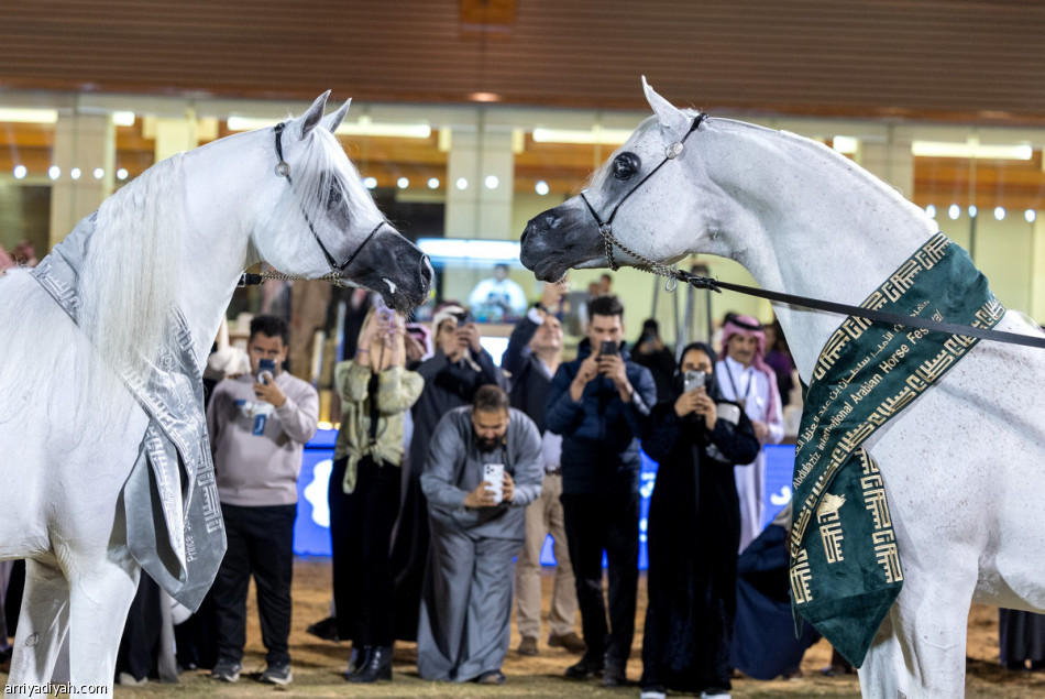 ختام مهرجان الجواد العربي 2026 وتتويج الأبطال